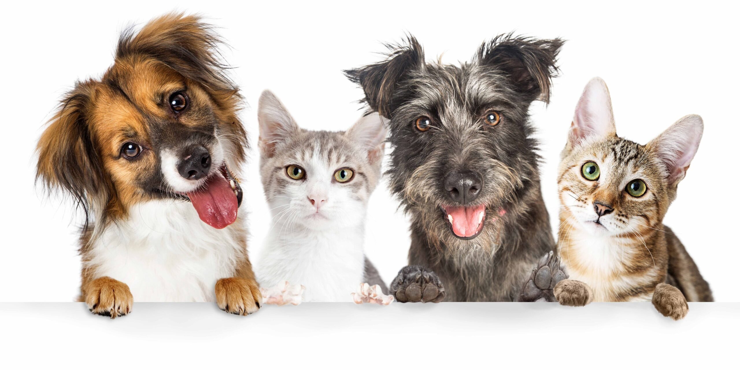 Собачки и кошечки. Картинки кошек и собак. Зоомагазин животные. Собака и кошка вместе.