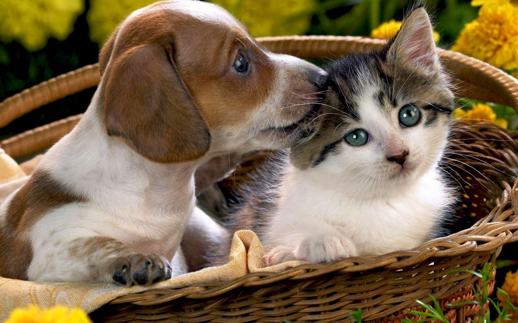 Картинки котят и щенят. Собачки и кошечки. Кошечка. Красивые домашние животные. Милые домашние животные.