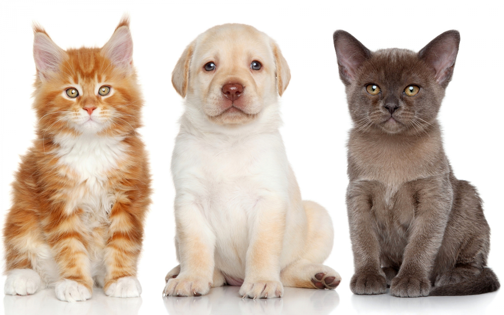 Породы животных кошек и собак. Мейн-кун. Мейн кун и лабрадор. Кошки и собаки. Красивые собаки и кошки.