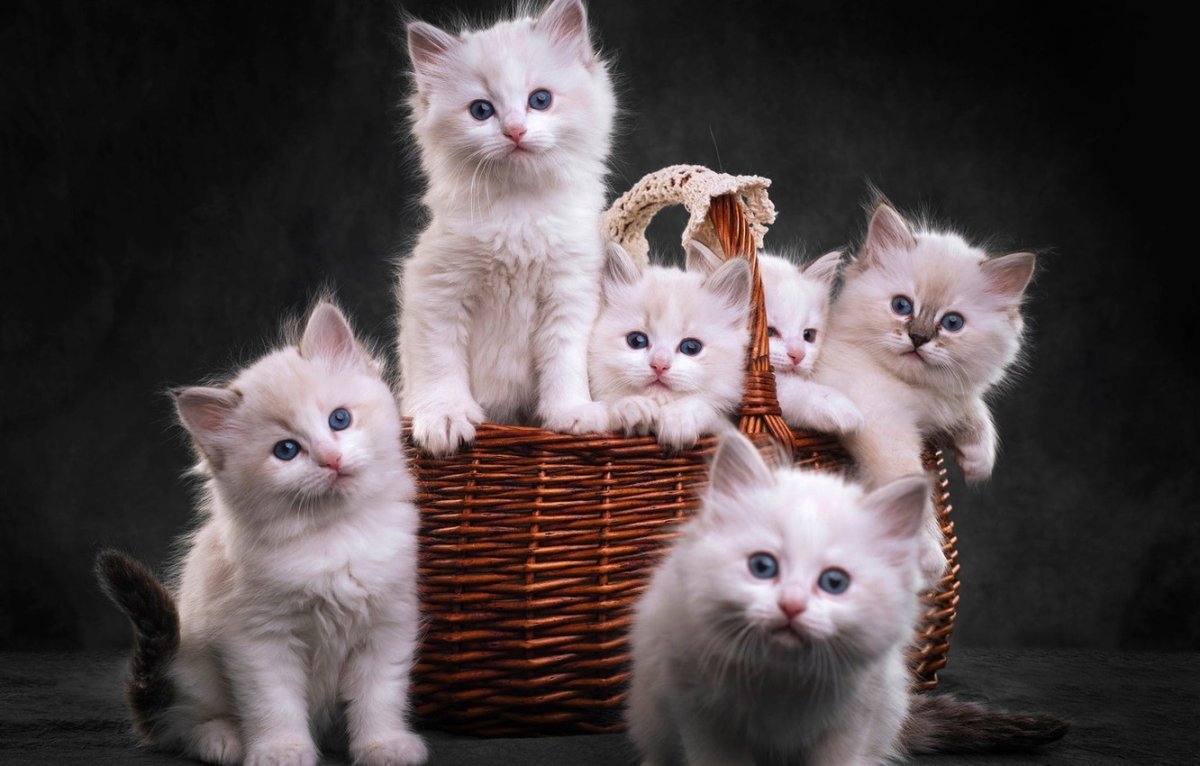 фотографии котят милых и пушистых