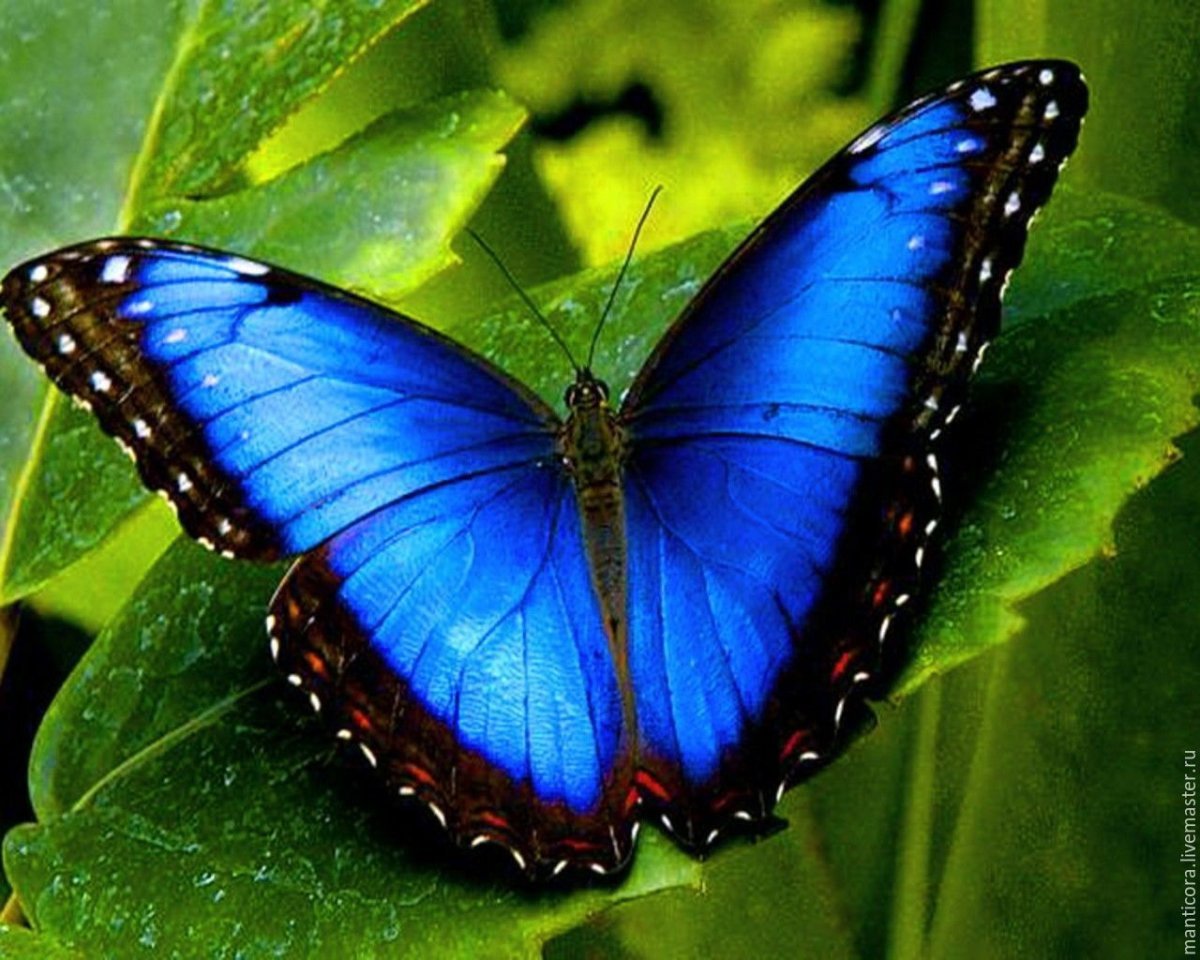 бабочки картинки красивые с названиями