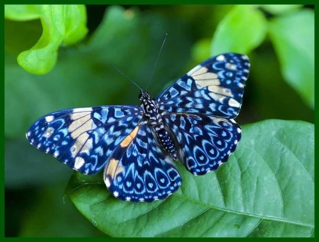 виды бабочек фотографии