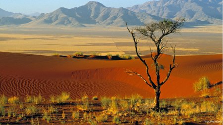 Саванна Калахари