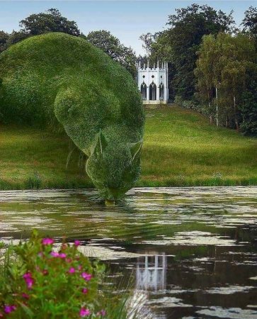 Ричард Сондерс кусты коты