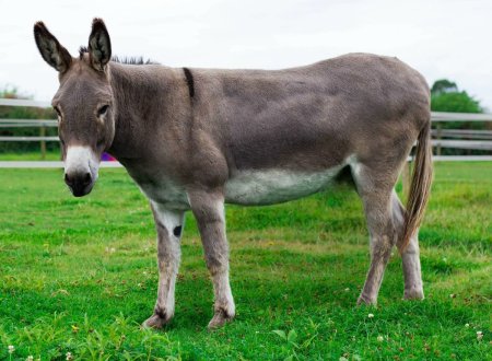 Ишак и осел