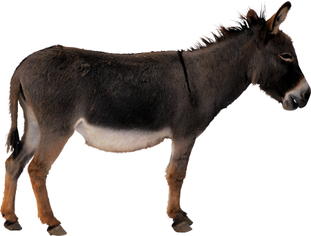 Ишак на белом фоне