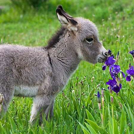 Маленький ослик