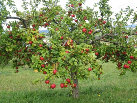 Яблоня штамбовая "Орловский Пионер"