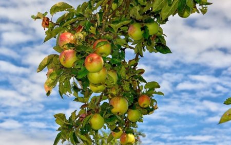 Яблоки на ветке