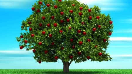 Красивое дерево с плодами