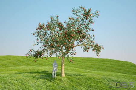 Яблоневое дерево Кристиан Беркель