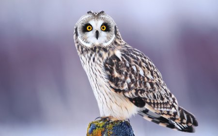 Сова птица
