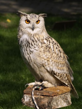 Филин Bubo Bubo