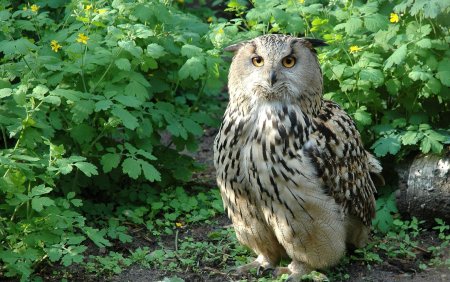 Филин обыкновенный (Bubo Bubo)