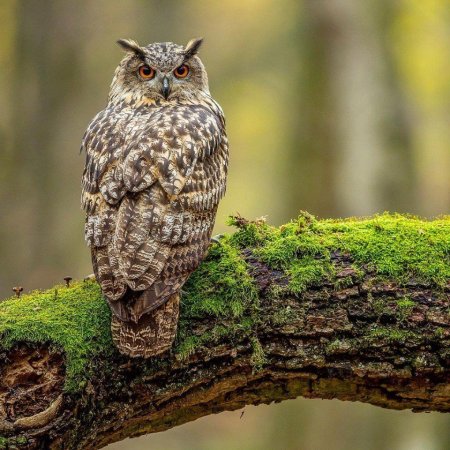 Филин сзади