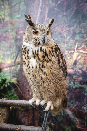 Европейский Филин (Bubo Bubo)