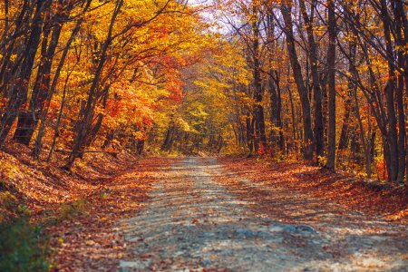 Осень октябрь