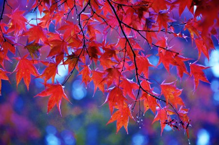 Октябрь природа