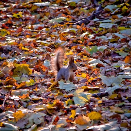 Октябрь середина осени