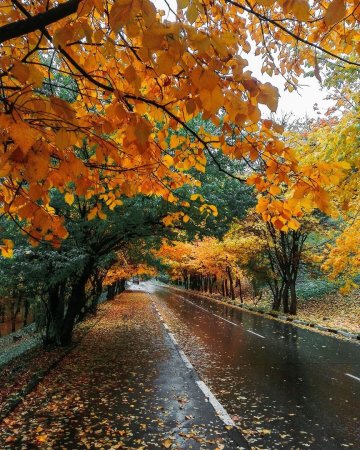 Октябрь Золотая осень