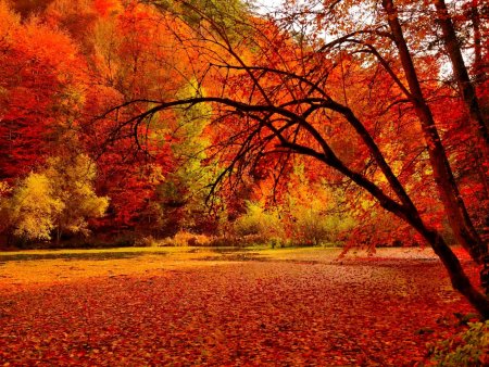 Яркая осень