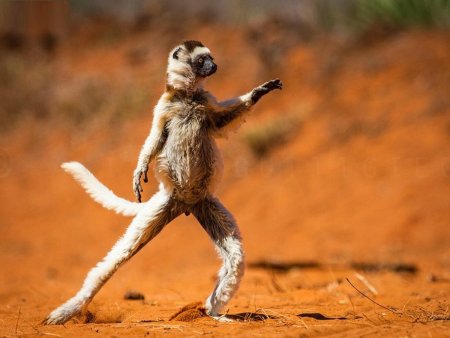 Мемные картинки животных