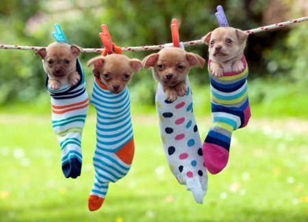 Смешные щенки