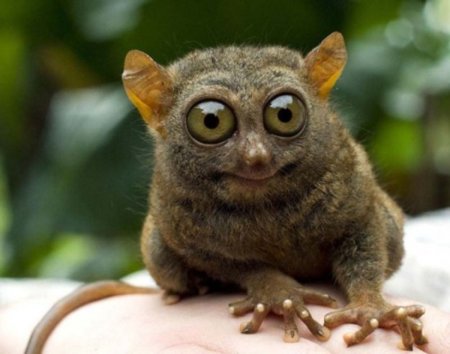 Удивление животные