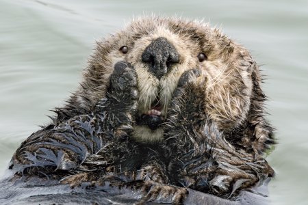 Финалисты конкурса comedy Wildlife Photography Awards: