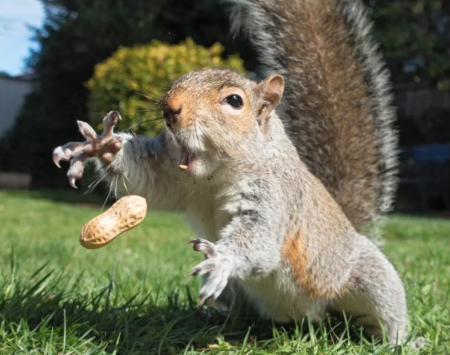 Смешные животные