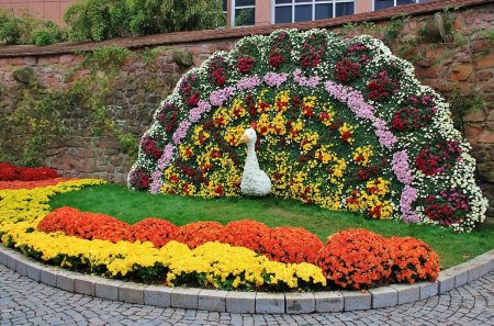 Голландские моноклумбы