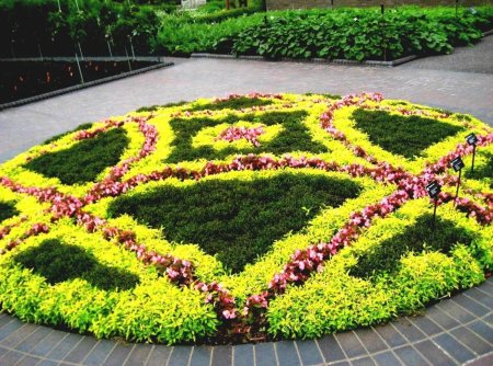 Рабатка Тунберга