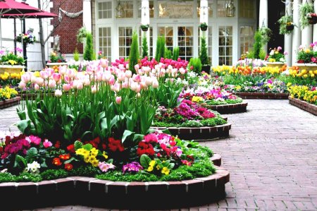 Примула в цветнике