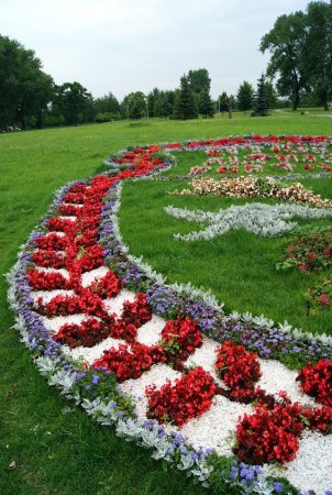 Рабатка Тунберга однолетник