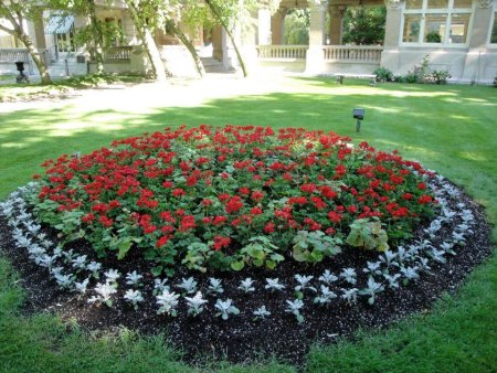 Моноклумбы из однолетников