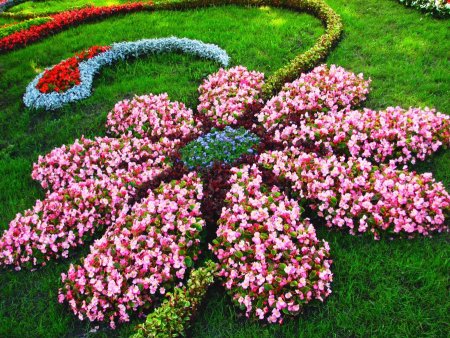 Цветы для клумбы