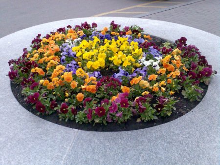 Клумба Виола петуния бегония