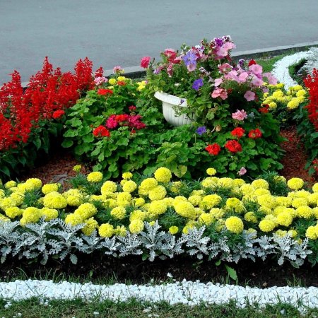 Клумбы бархатцы Сальвия цинерария