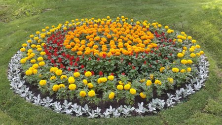 Бархатцы и цинерария на клумбе