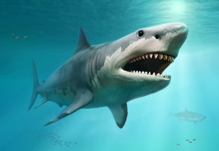 Carcharodon Megalodon