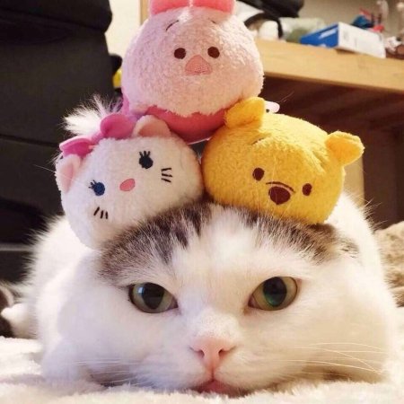 Милые кошечки