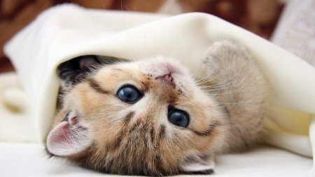 Милые котики