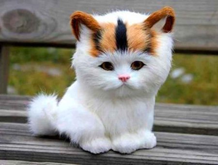 Милый кот