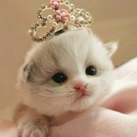 Cute Kitty