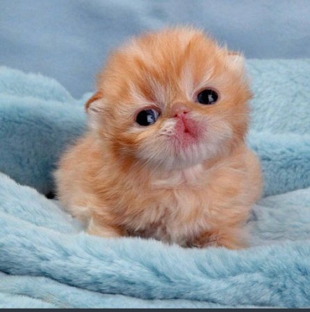 Милые котятки