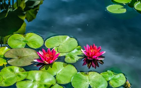 Кувшинки лилии красные