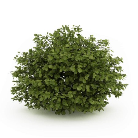 Лещина обыкновенная на белом фоне