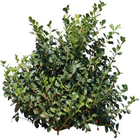 Кизильник блестящий бересклет