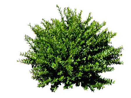 Барбарис куст