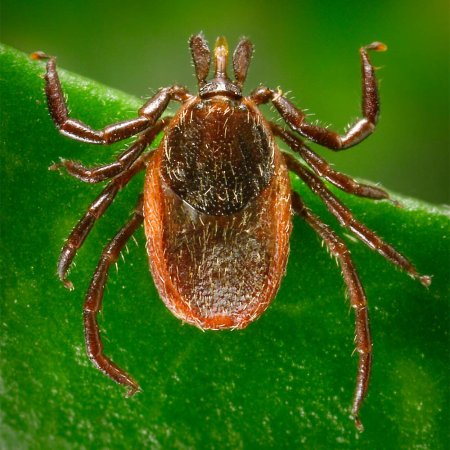 Ixodes hexagonus